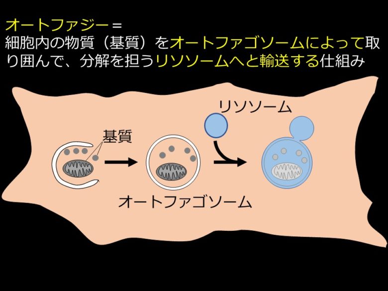 小さな細胞の中の大きな謎　ノーベル生理学・医学賞の「オートファジー」とは？【ノーベル賞Week④】のサムネイル