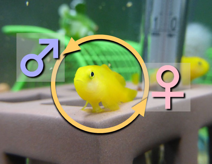 「男と女」では終わらない――魚の性転換に見る性別の不思議